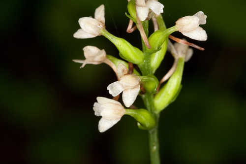 Platanthera clavellata #5